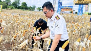 Panen Raya Jagung di Kebun SAE, Lapas Kupang Sulap Lahan Batu Karang Jadi Simbol Ketahanan Pangan NTT