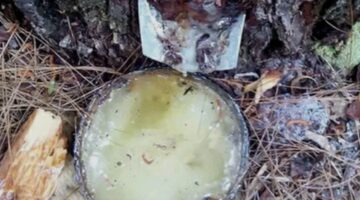 **APH Didesak Tindak Tegas Pemain Getah Ilegal di Gayo Lues, Negara Dirugikan** 